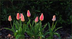 Tulipes étoilées encore fermées au petit matin