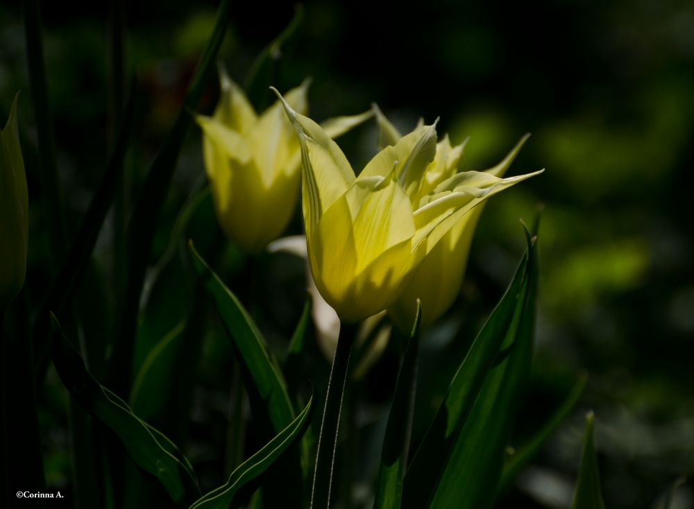 Tulipes fleur de lys