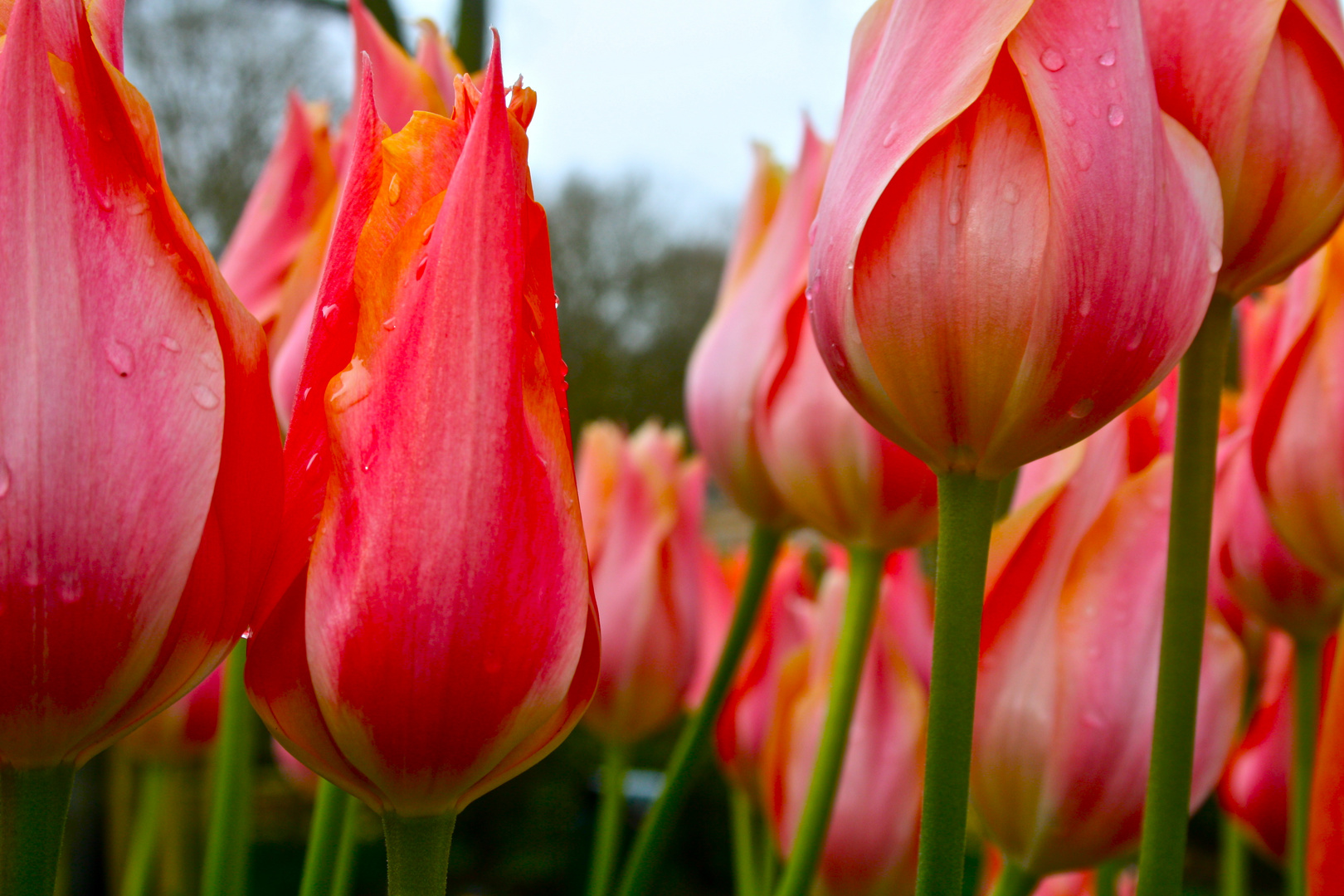 Tulipes hollandaises