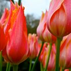 tulipes hollandaises