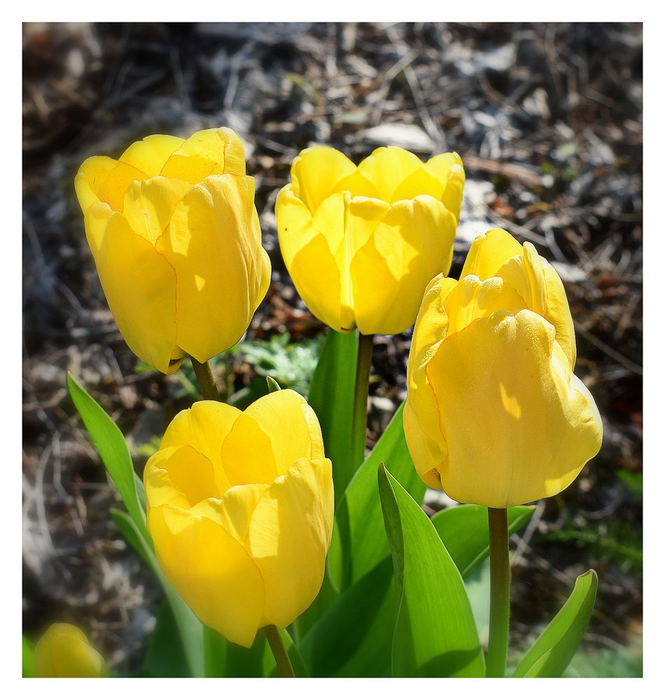 tulipes jaunes