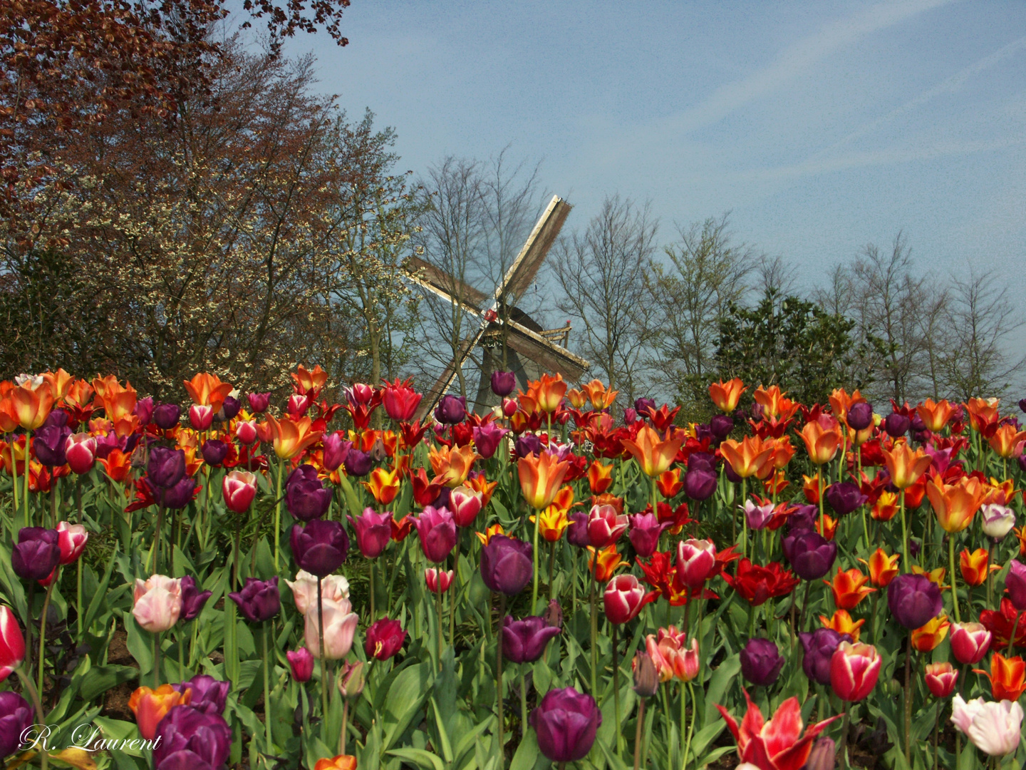 Tulipes Keukenhof