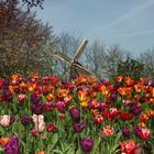 Tulipes Keukenhof