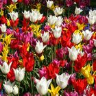 tulipes multicolores