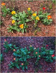 Tulipes ouvertes et fermées