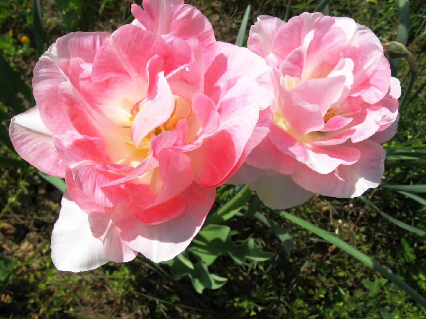 Tulipes péroquets