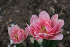 tulipes "pivoine" 