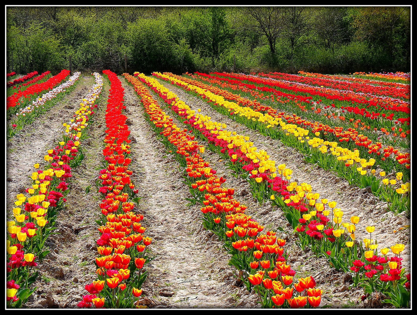 TULIPES - POUR - LE - CANCER