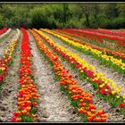 TULIPES - POUR - LE - CANCER