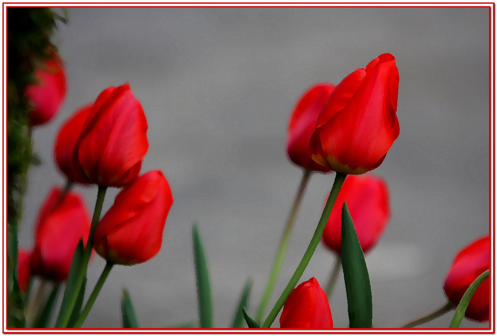 Tulipes rouge!