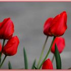 Tulipes rouge!