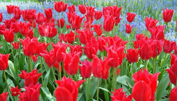 Tulipes rouges sur fond bleu