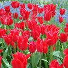 Tulipes rouges sur fond bleu