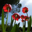 Tulipes solaires