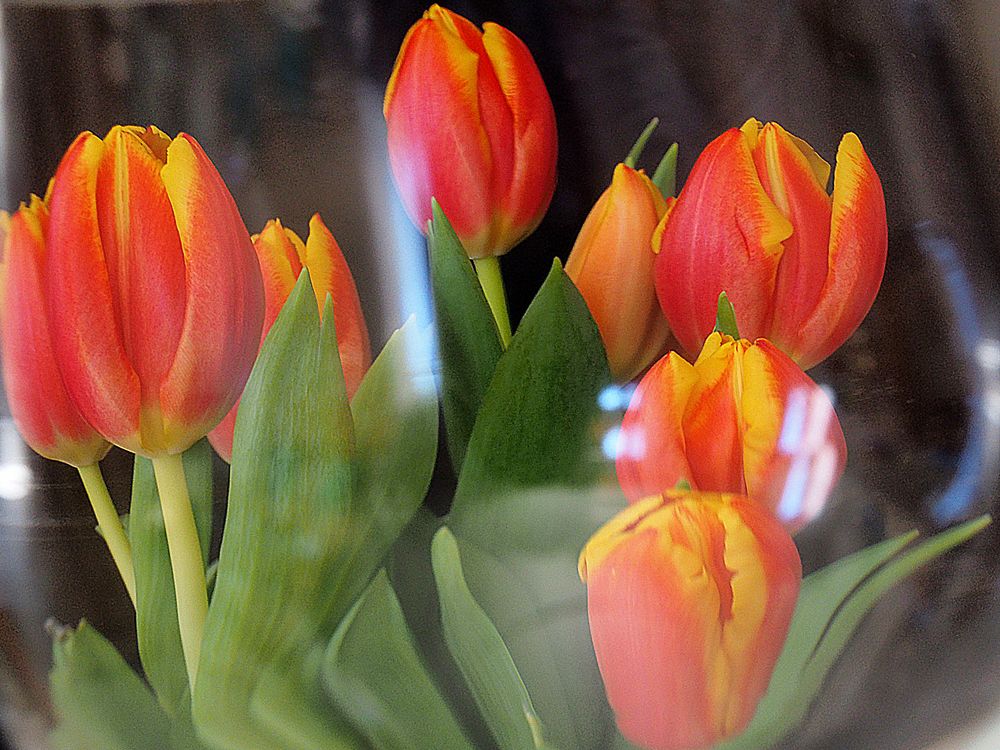 Tulipes sous verre…