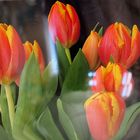 Tulipes sous verre…