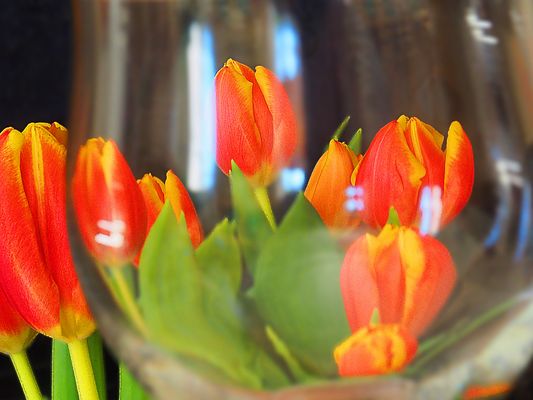 Tulipes sous verre