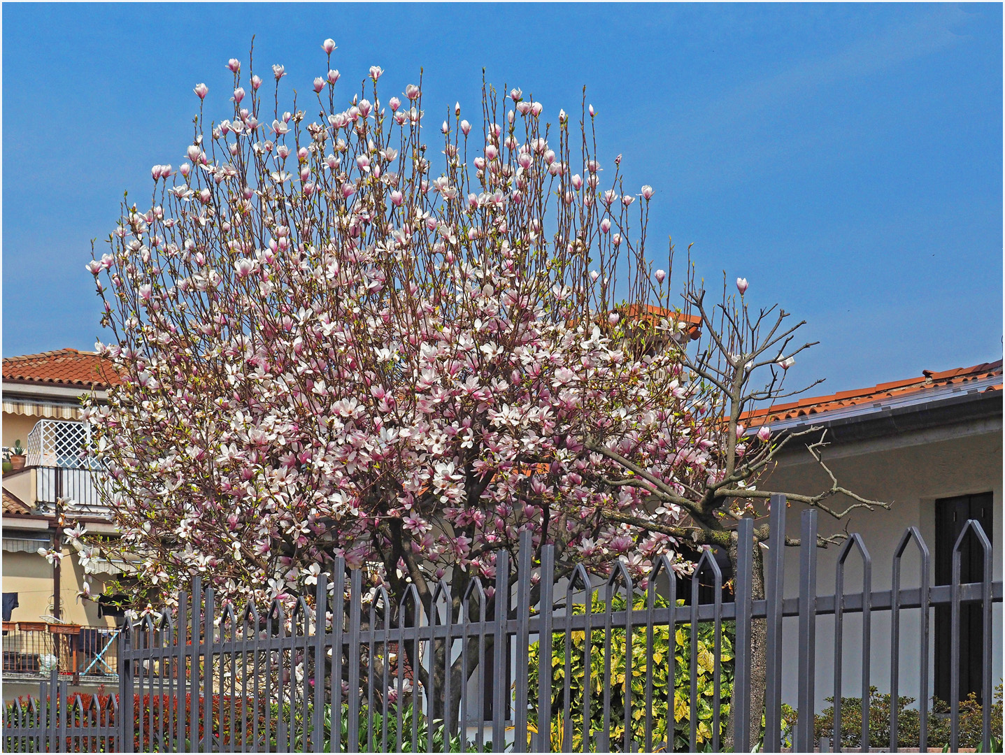 Tulipier en fleurs dans un jardin de Muscoline