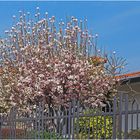 Tulipier en fleurs dans un jardin de Muscoline