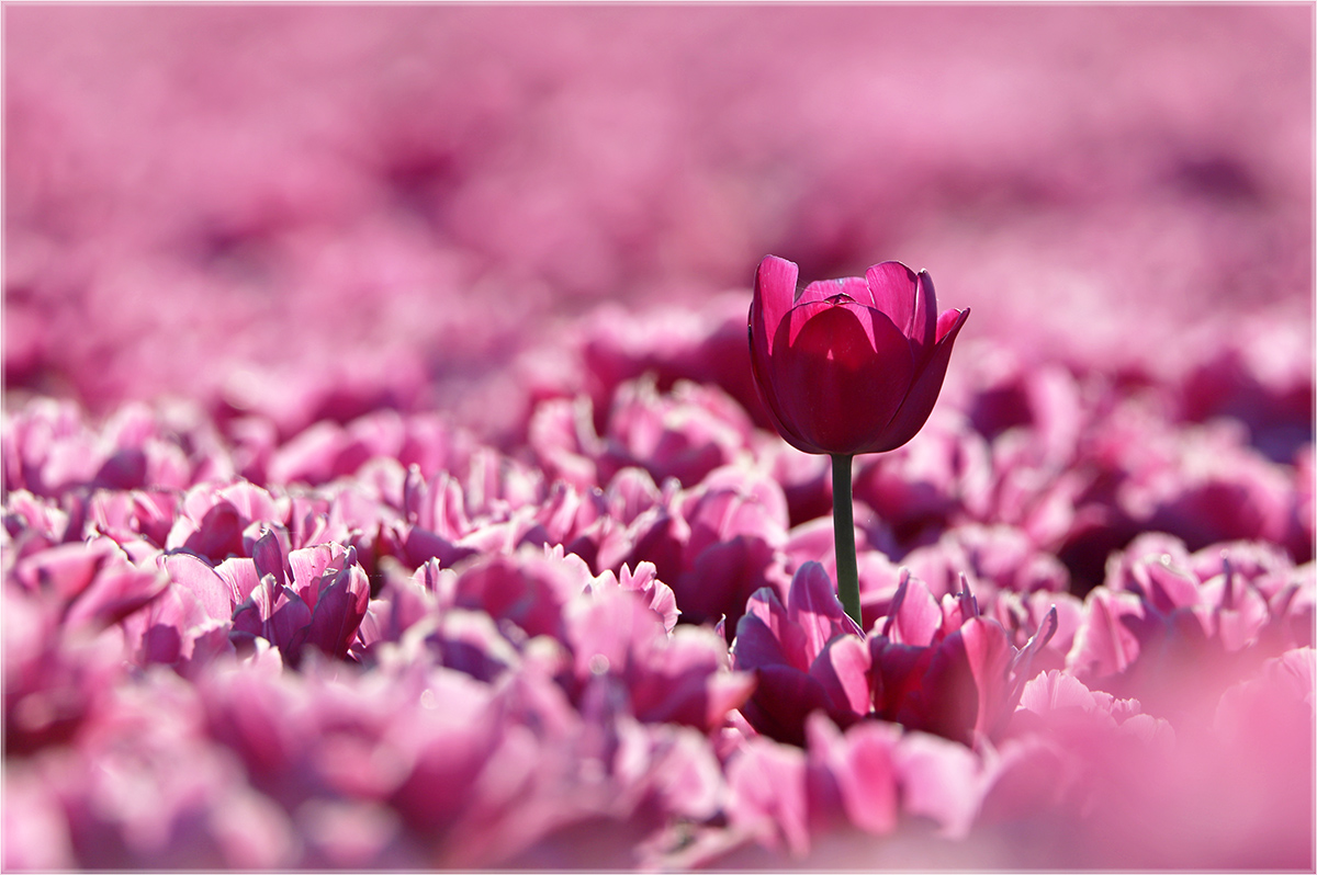 Tulipmania Foto & Bild europe, benelux, pflanzen, pilze & flechten