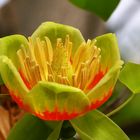 Tulipnaero de Virginia