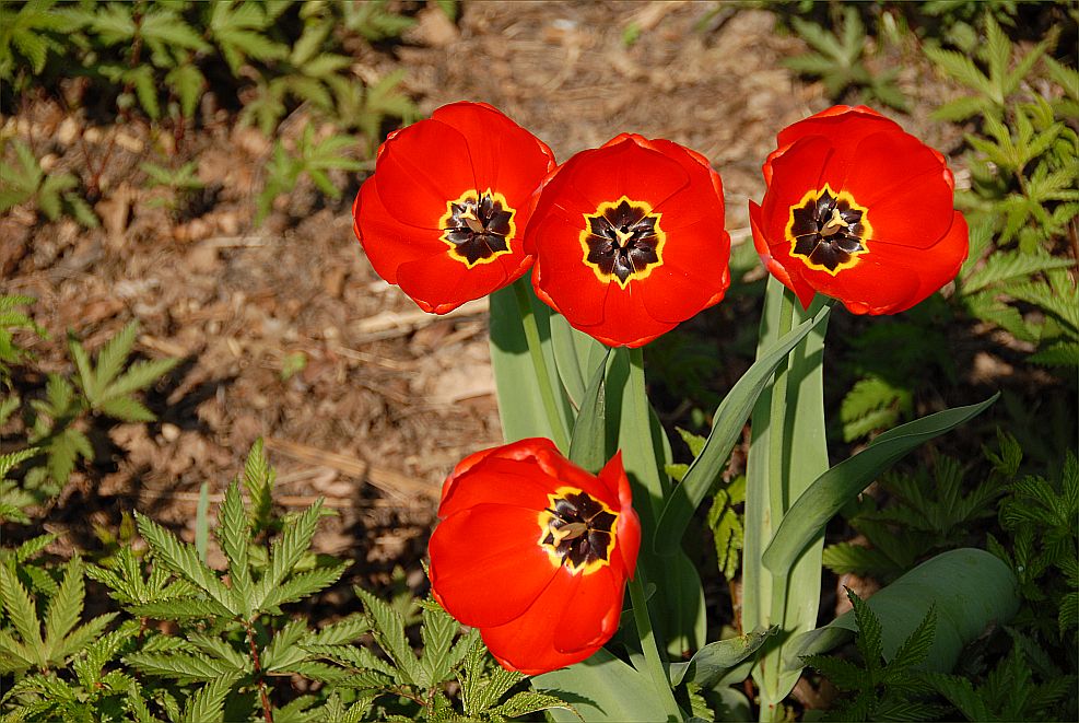 Tulips von Doris H-. 