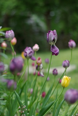 tulips