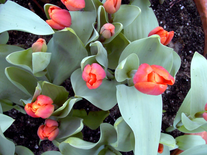 tulips