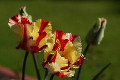 Tulips