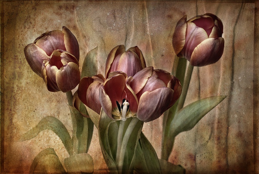 tulips