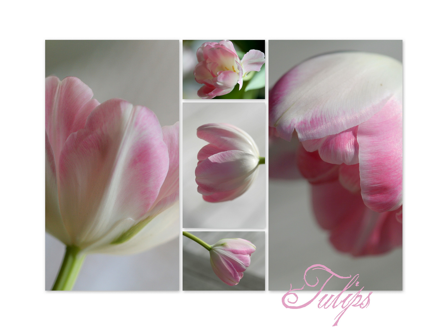 Tulips