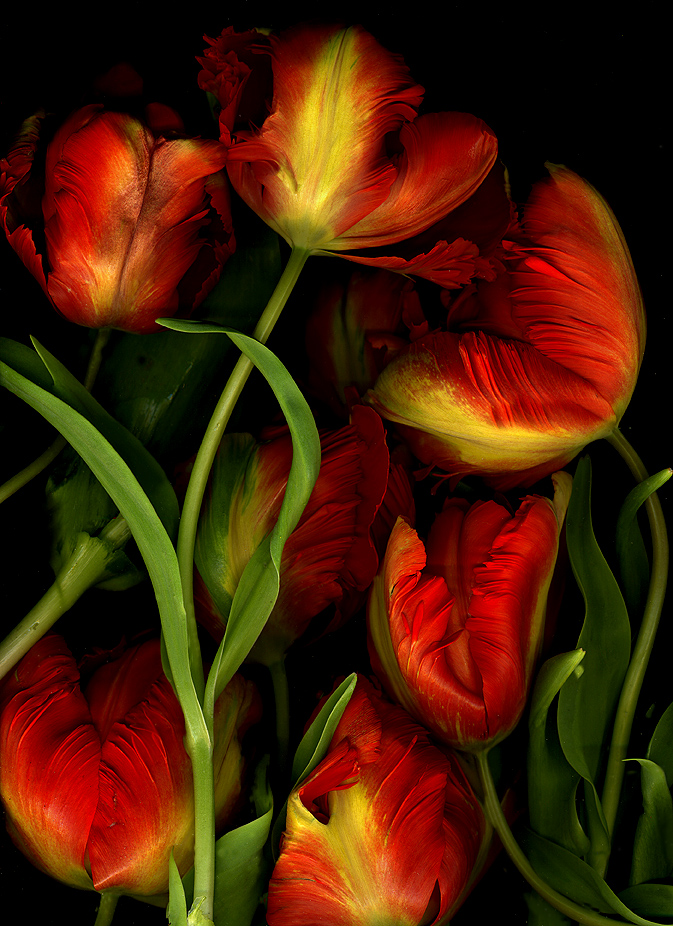 Tulips