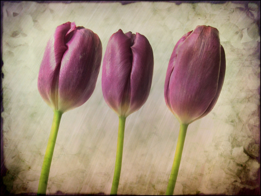 tulips,