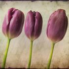 tulips,