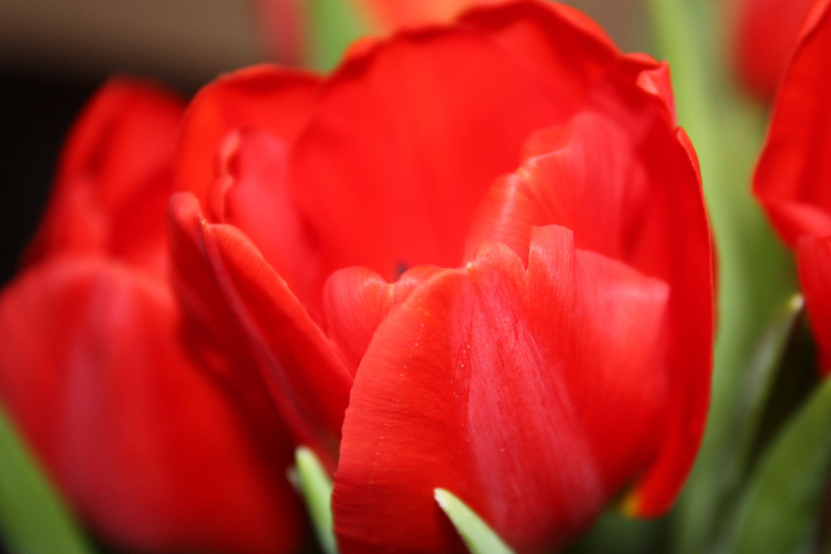 tulips