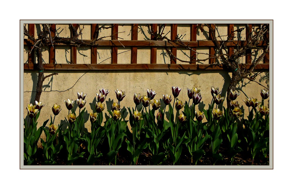 tulips