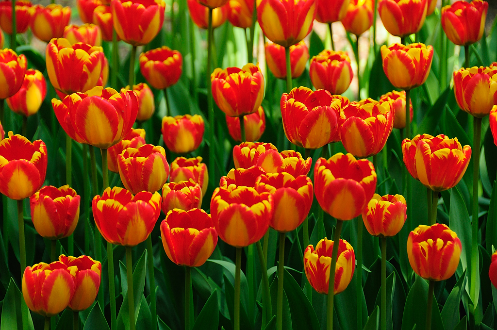 Tulips