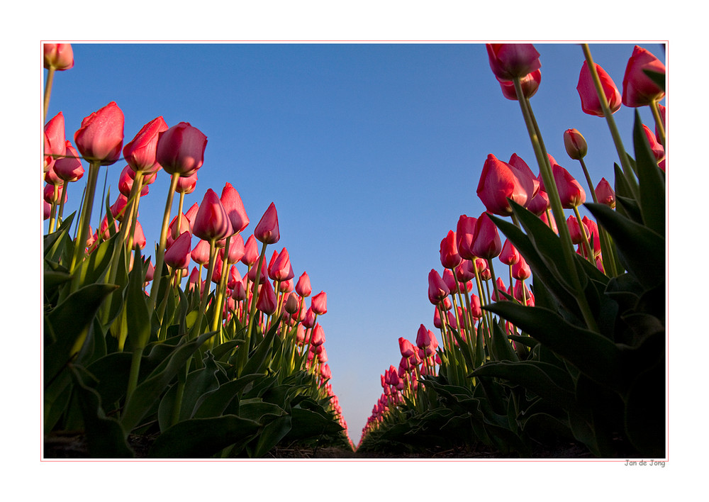 Tulips 2