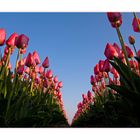 Tulips 2