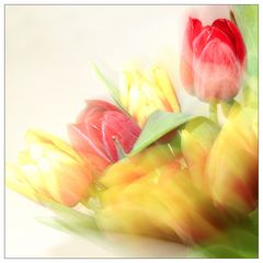 tulips 2