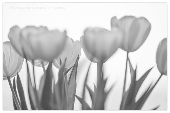 Tulips 2