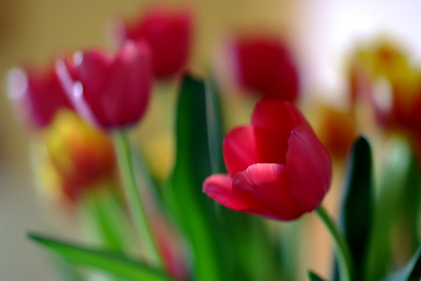 Tulips 2