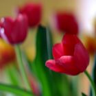 Tulips 2