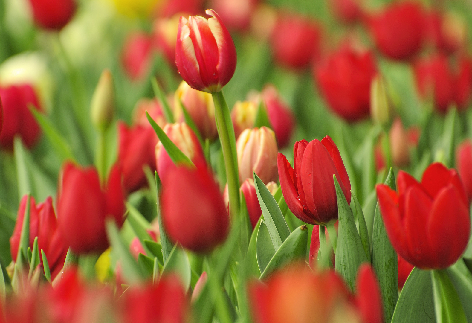 Tulips