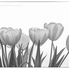 Tulips 3