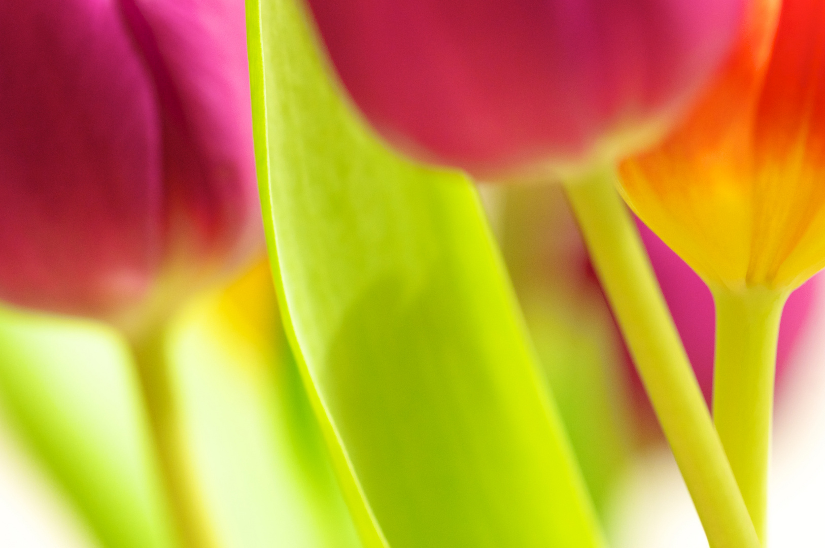 Tulips 3