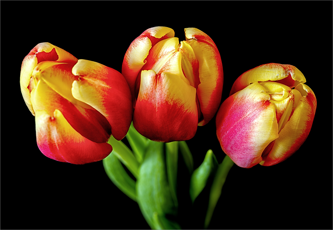 Tulips