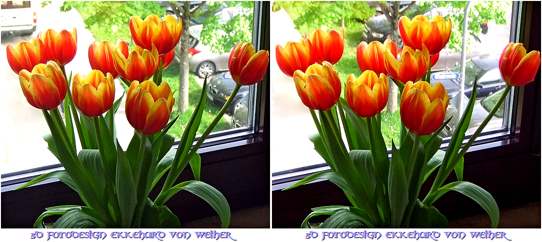 Tulips 3D