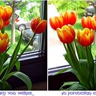 Tulips 3D