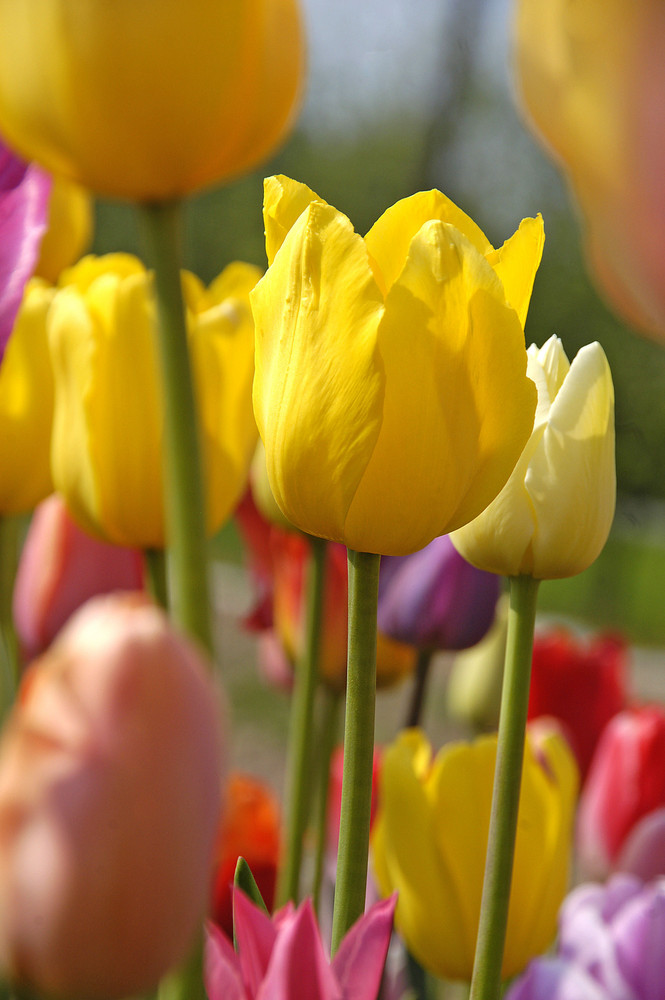 Tulips *4*